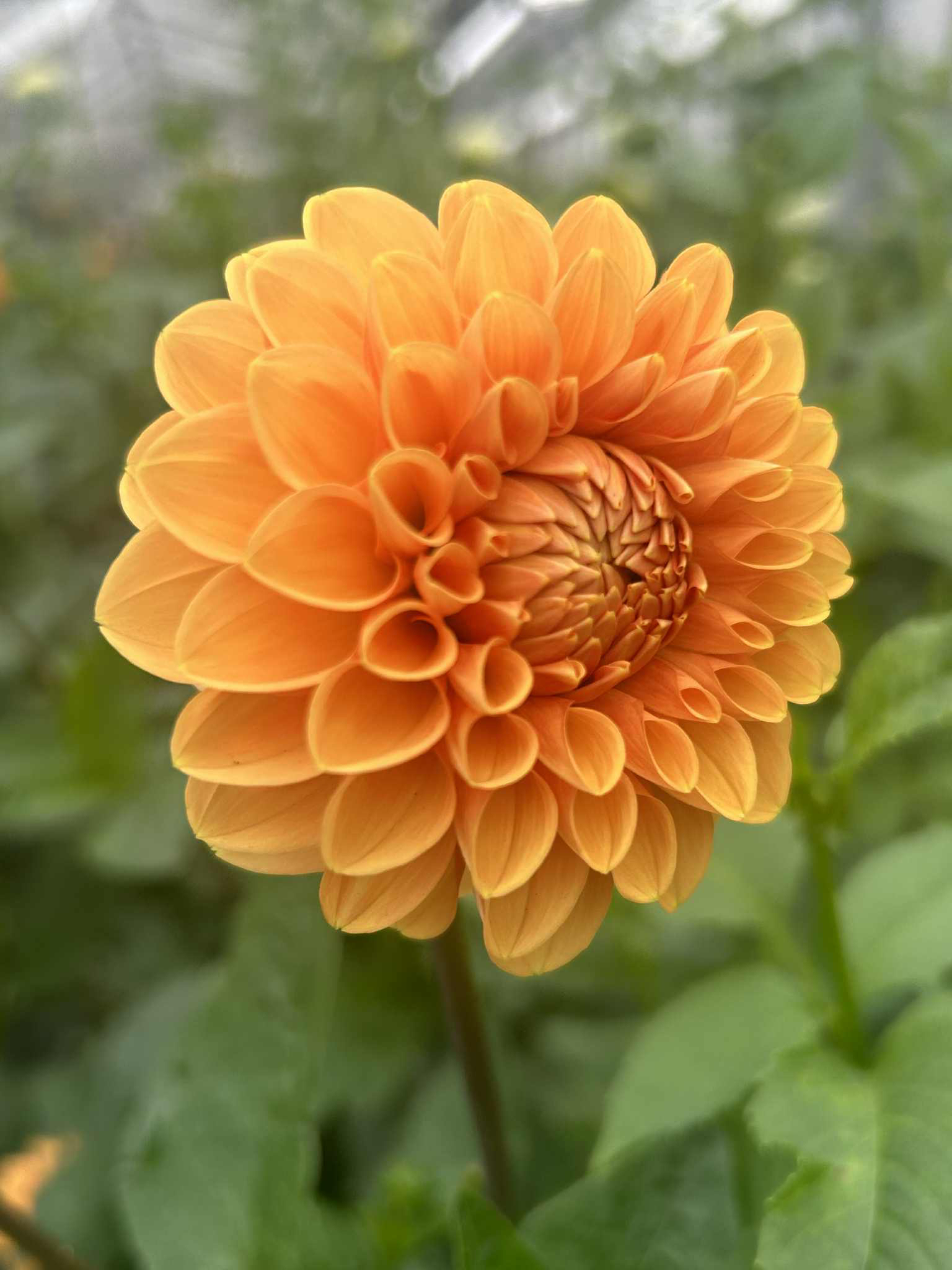 Cynthia Schoeny sophrologue Cynthia Schoeny sophrologue